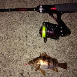 新タックルの鱗付け